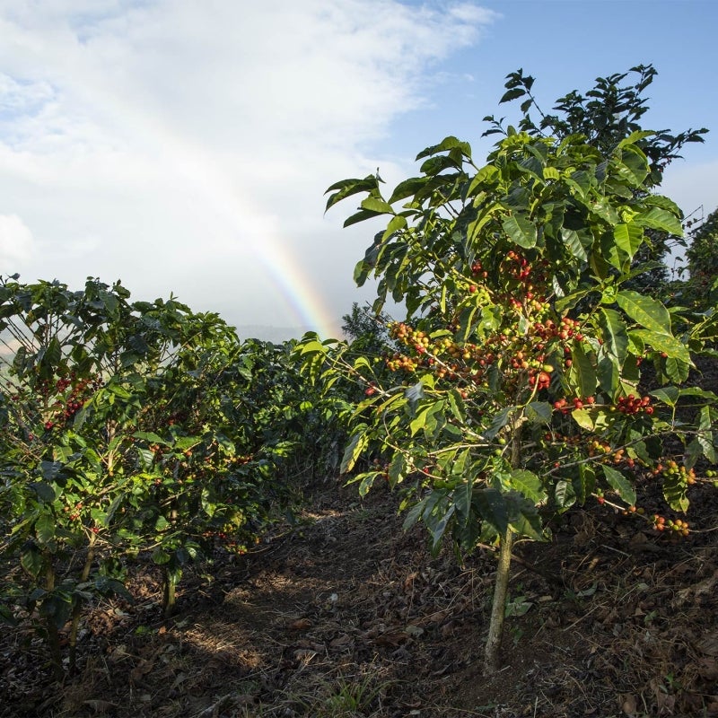 Obiectivele de mediu Starbucks