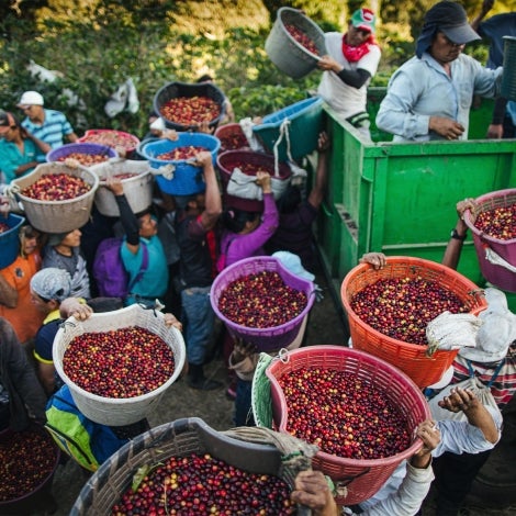 Obiectivele Starbucks de mediu pentru ferme