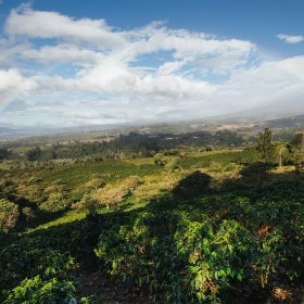 Local coffee farmers