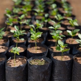 Cafea din surse responsabile