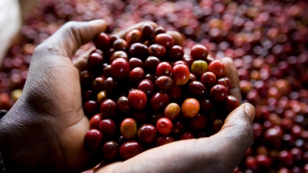 SingleServe_SupportComponent